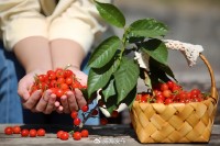 5月18日至6月16日，“櫻桃之約”邀你共赴！